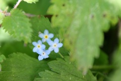 Blue Flowers