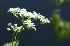 White Flowers