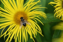 Bees