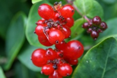 Berries